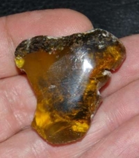  amber for sale