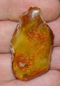  Genuine Baltic amber.jpg