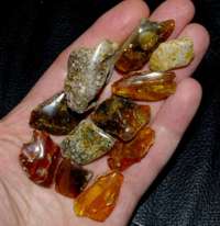  Baltic amber for sale