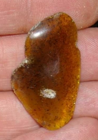 Genuine baltic amber