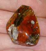 Genuine baltic amber