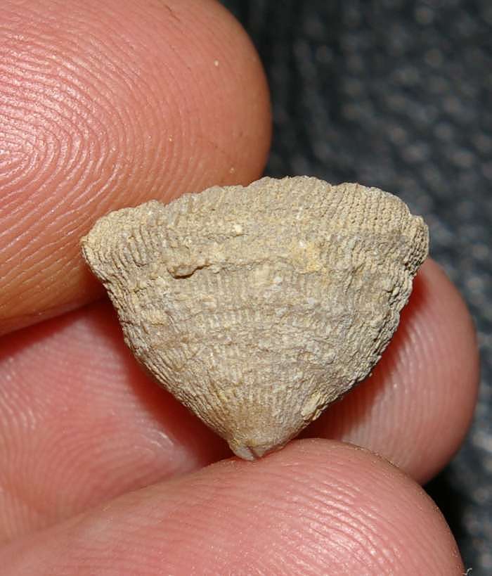 Aptian coral