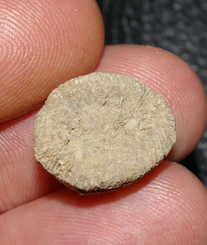 Cretaceous coral