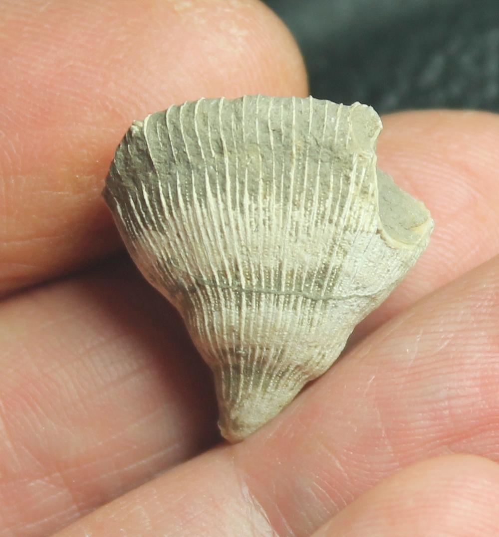 Pattalophyllia Sinuosa 