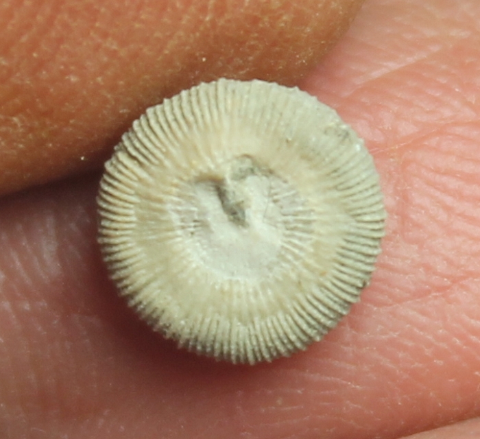 Trochocyathus