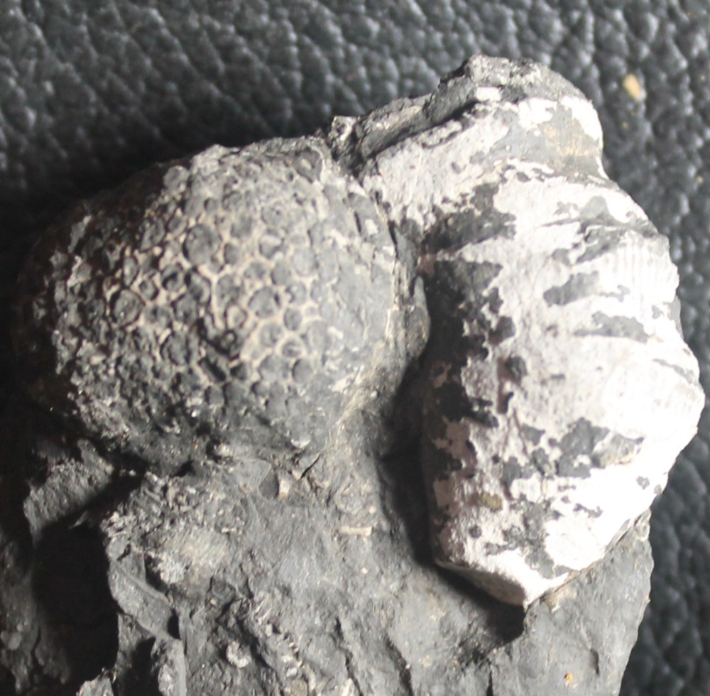 fossil coral