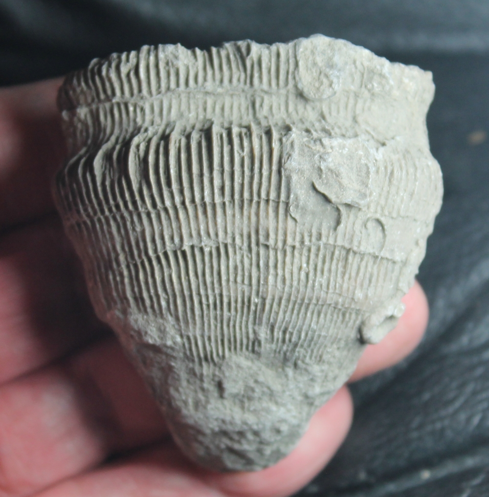 Cretaceous fossil coral