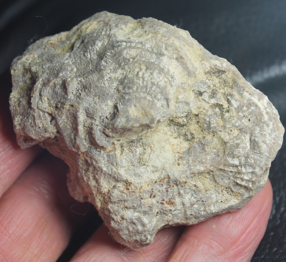 Tarbellastraea castriaulensis