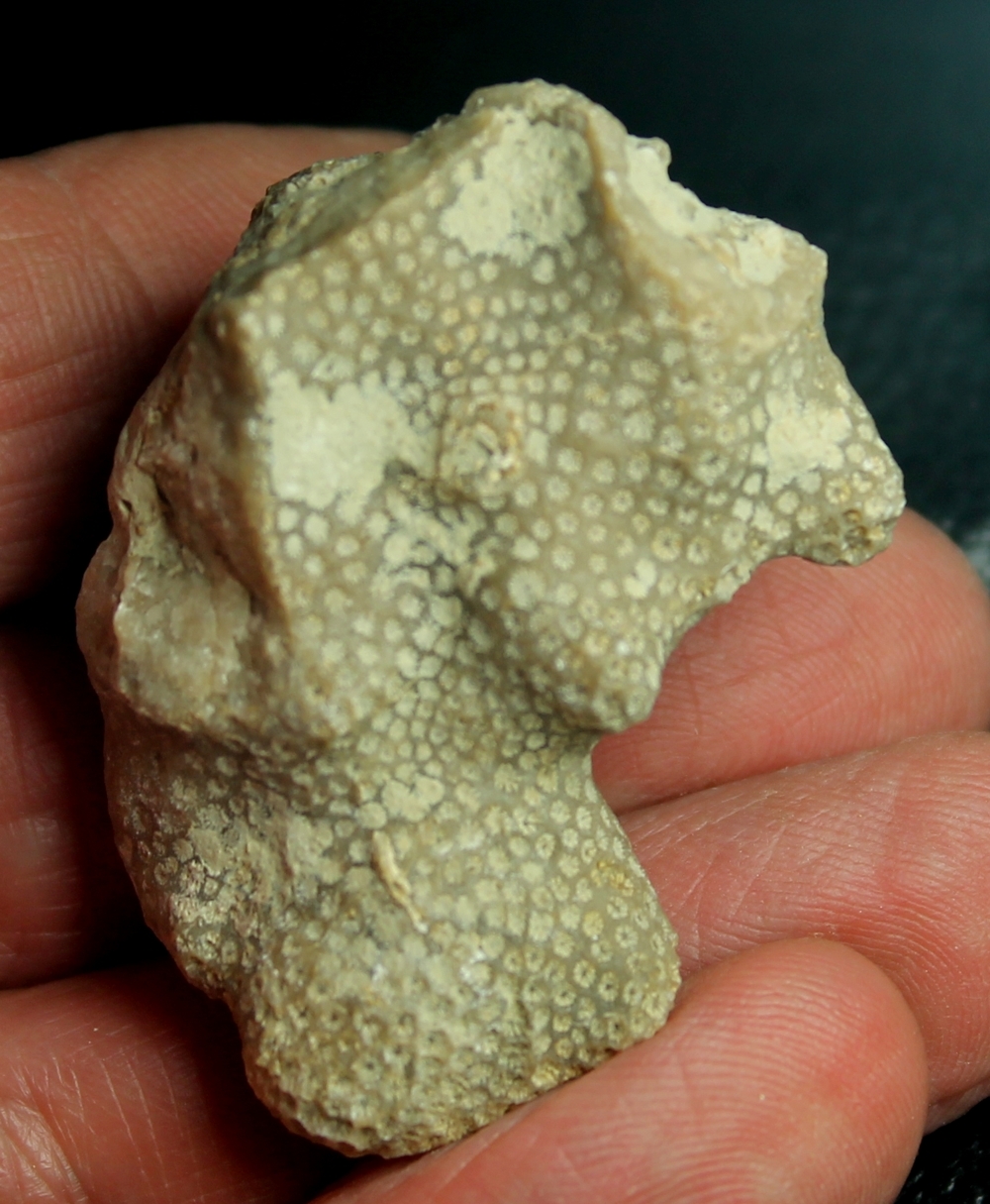 fossil coral,  Astrocoenia lobatorotundata