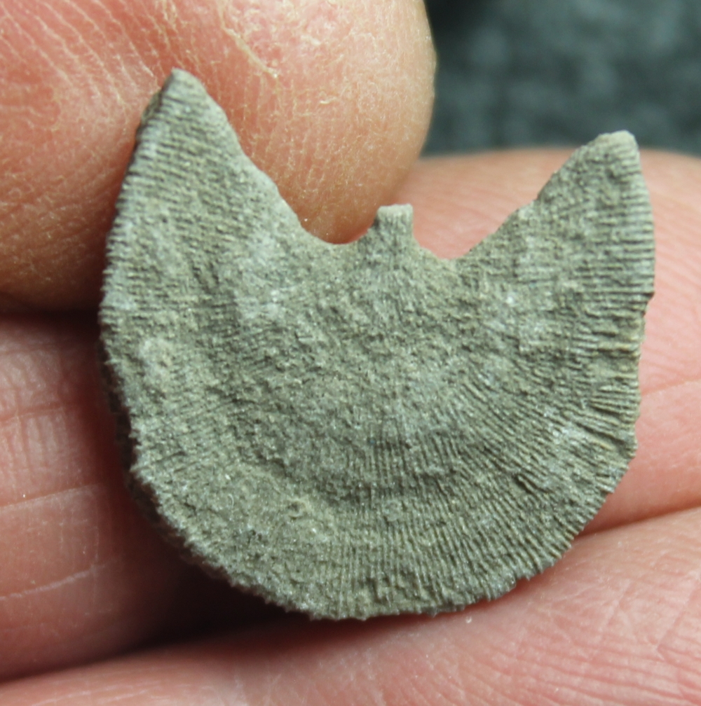 Cretaceous, Santonian