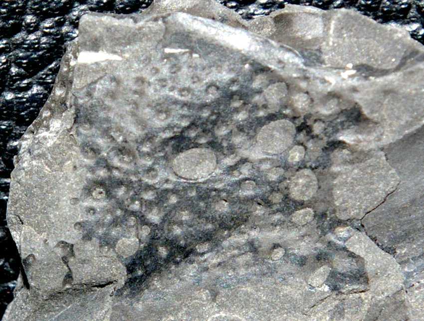 photos/Carboniferous Myriapod.jpg