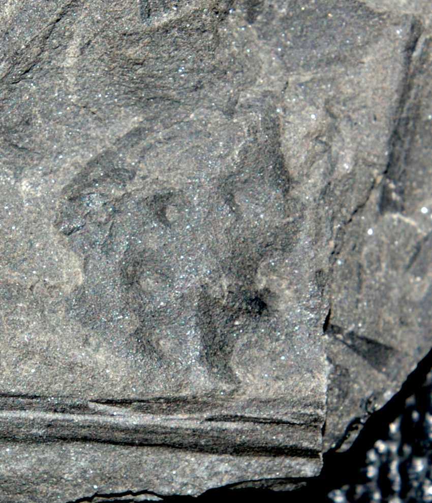 photos/Carboniferous Myriapod.jpg