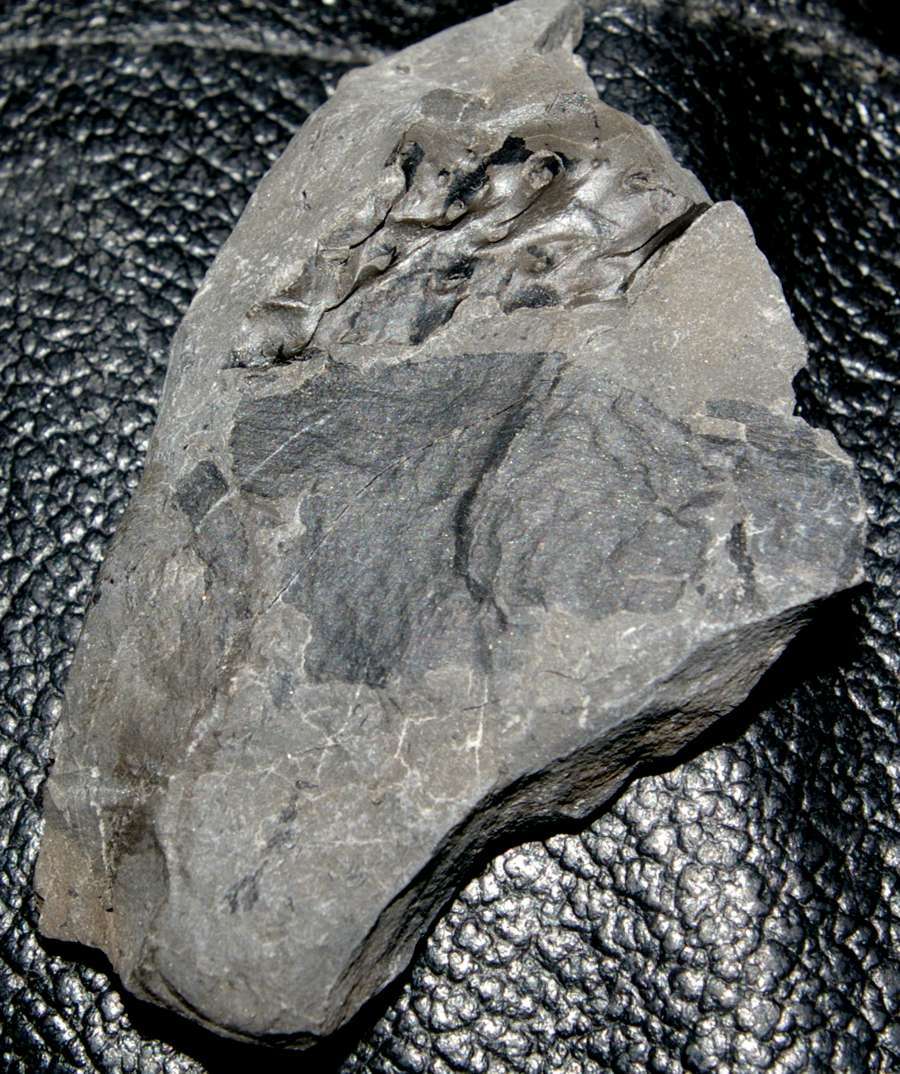 fossil millipede
