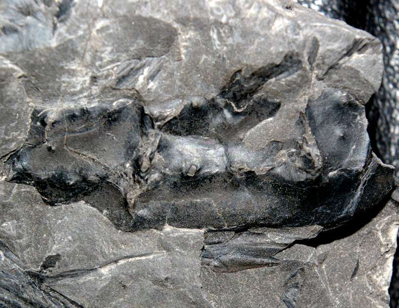 Carboniferous centipede.jpg