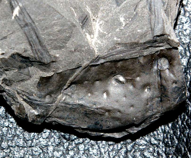 Carboniferous centipede.jpg