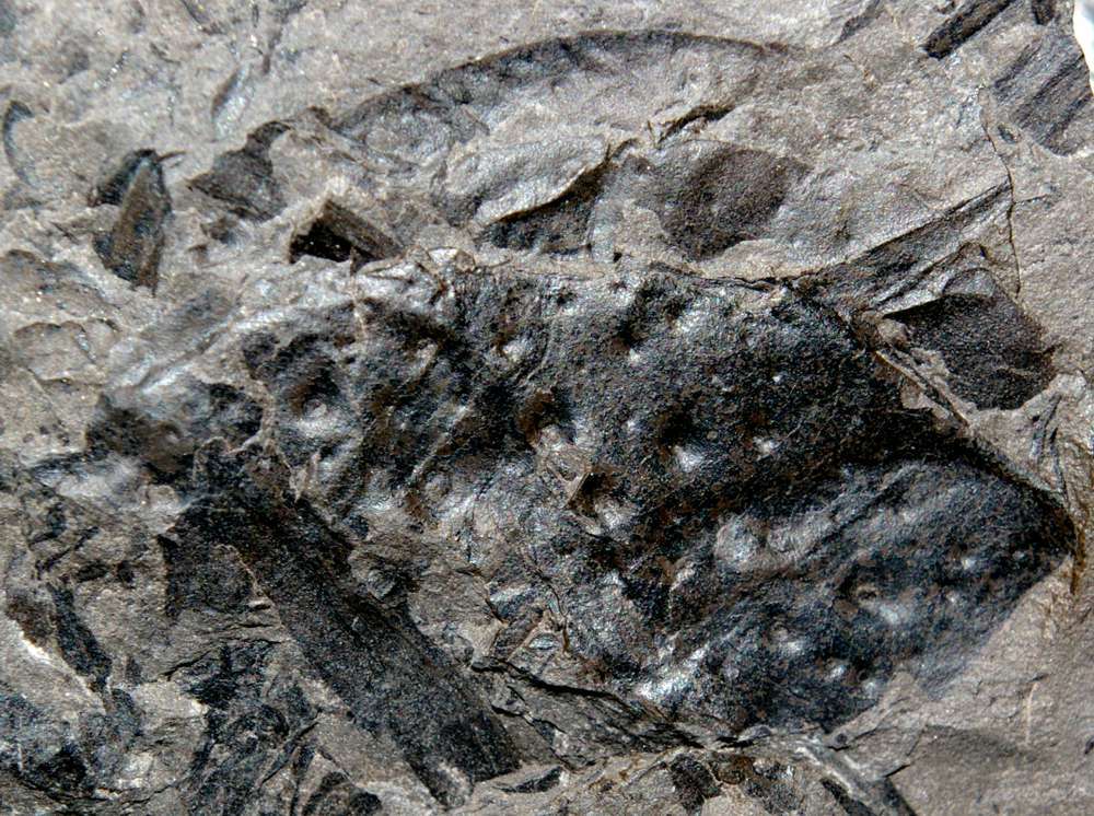 fossil millipede