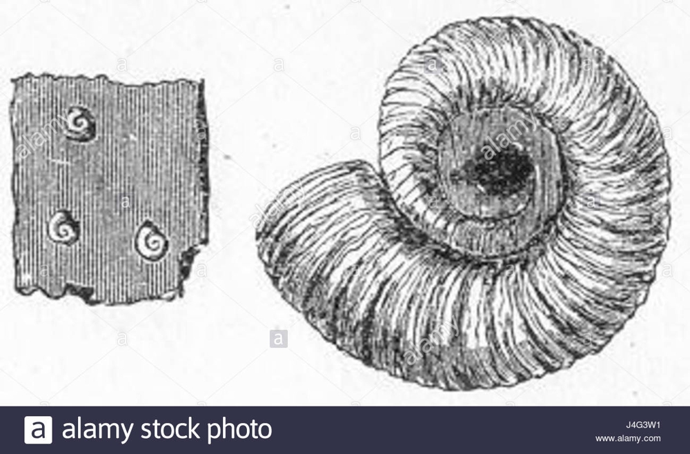 Spirorbis carbonarius