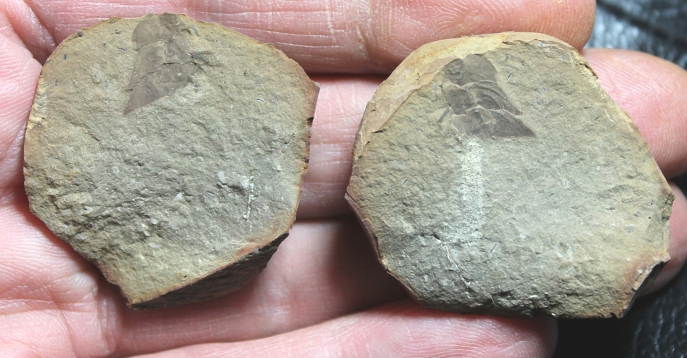 Palaeodictyoptera