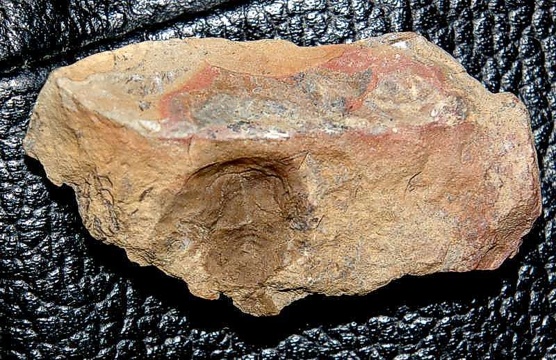 Euproops sp