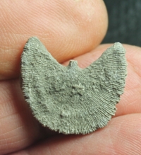  Diploctenium subcirculare