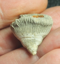 Pattalophyllia sinuosa fossil coral