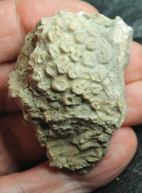  fossil coral