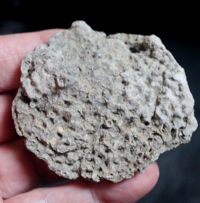  fossil coral
