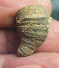  Macgeea bathycalyx kasimiri