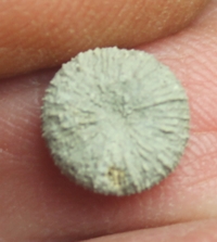  Trochocyathus
