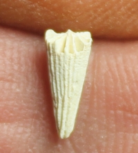 Turbinolia sulcata