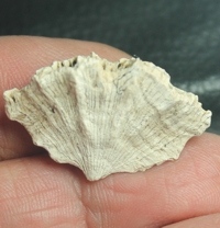  fossil coral,Flabellum roisyanum 