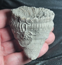 fossil coral, Aulosmilia archiaci