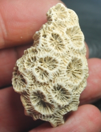  Siderastrea italica