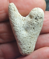  Acropora wilsonae