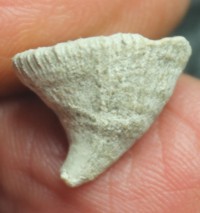  Pattalophyllia dilatata