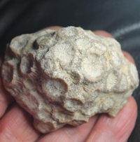  Tarbellastraea castriaulensis