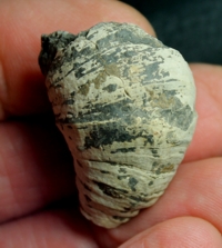  Heliophyllum
