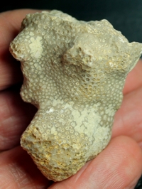  fossil coral, Astrocoenia lobatorotundata