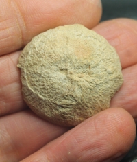  Cunnolites reussi