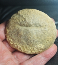  Cunnolites umdlata