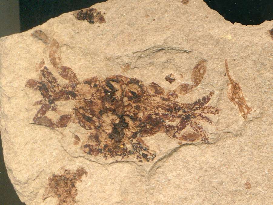 Fossil crab Portunus oligocenicus