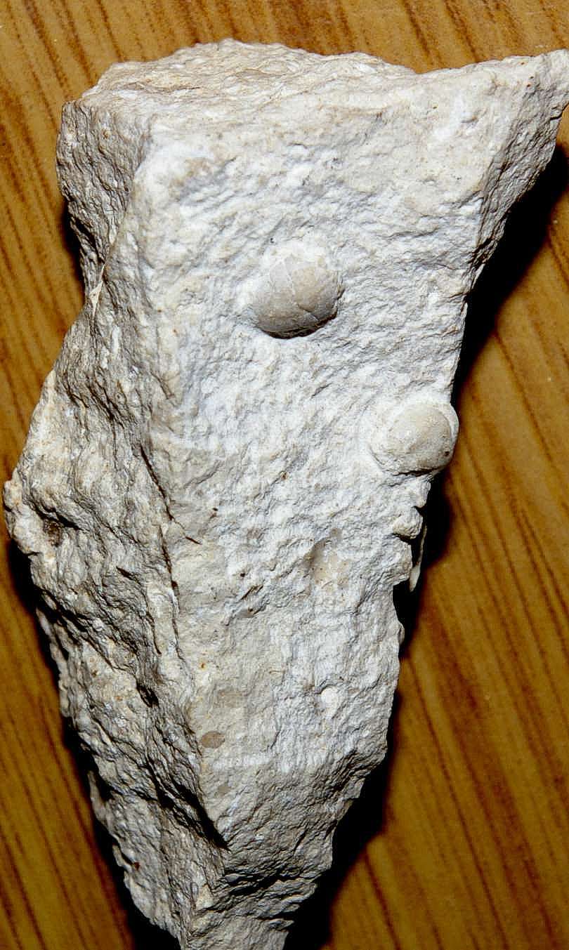 Fossil crab Pithonoton elongatum