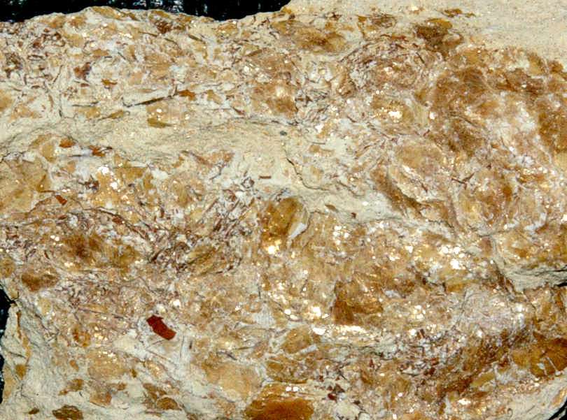 Fossil shrimp burrow