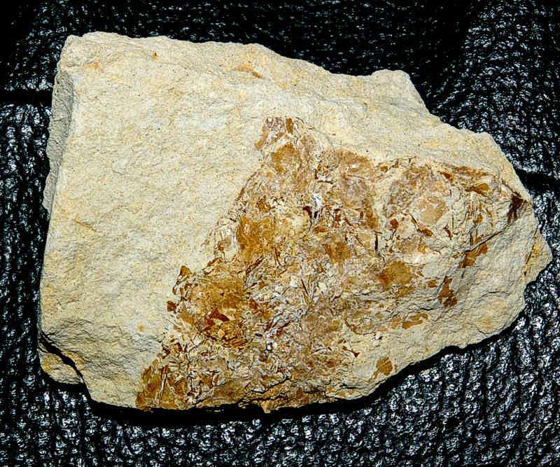 Fossil Crustacean burrow