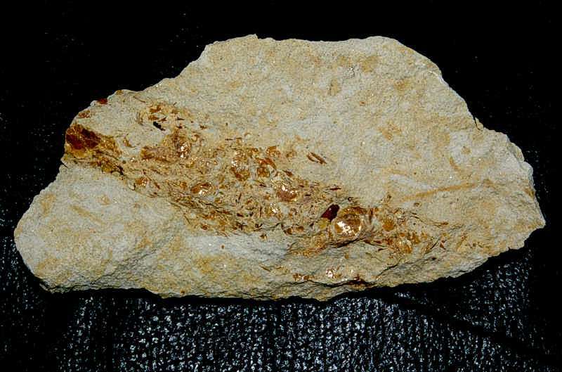 Fossil Crustacean burrow