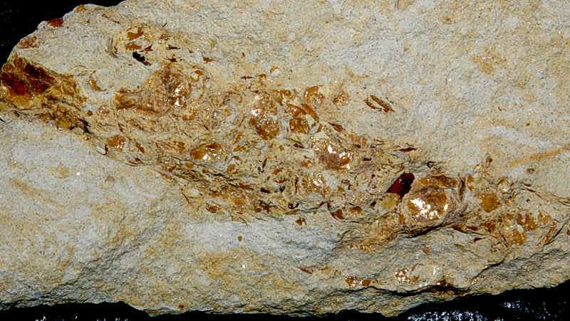 Fossil shrimp burrow