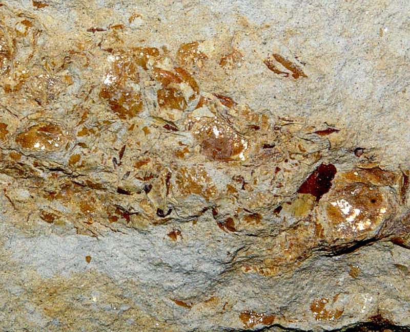 Fossil Crustacean burrow