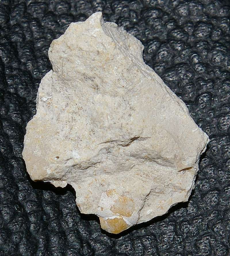 fossil crab