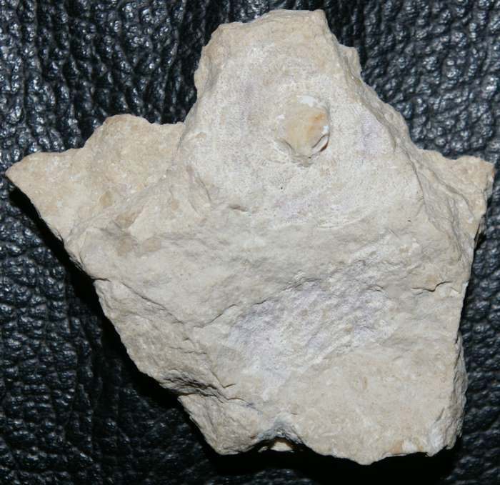 fossil crab