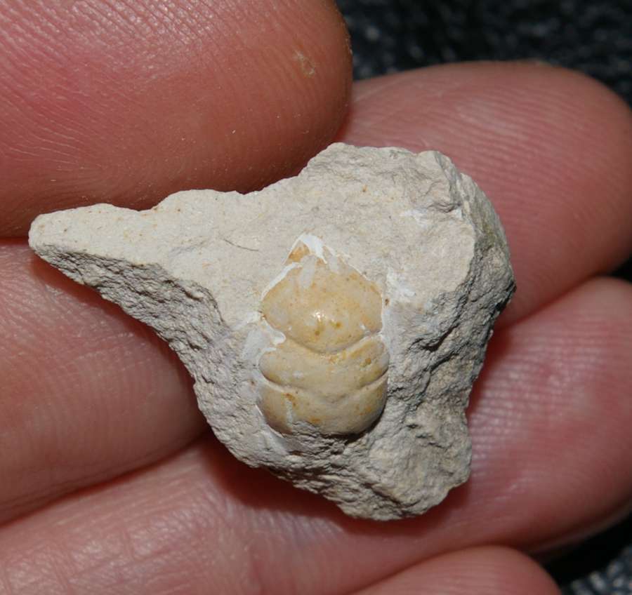 Jurassic fossil crab